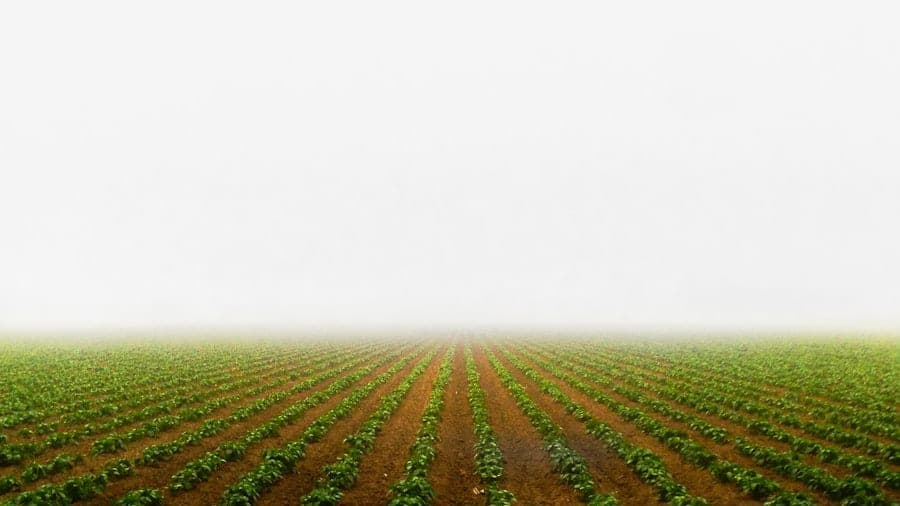 Farmers walking between rows on the Umuosu demonstration plot